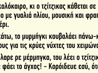 Κατακαλόκαιρο ο τζίτζικας κάθεται σε ένα δέντρο με γυαλιά ηλίου